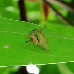 Tragopini