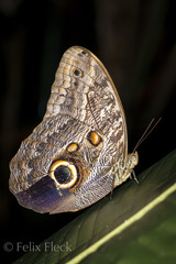 Caligo telamonius menus