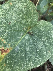 Pelecinus thoracicus