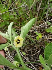Physalis cinerascens spathulifolia