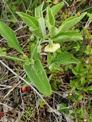 Physalis cinerascens spathulifolia