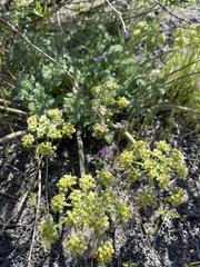 Lomatium dasycarpum dasycarpum