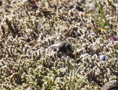 Anthophora pacifica