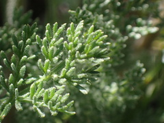 Lomatium dasycarpum dasycarpum