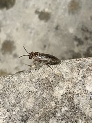 Periclista