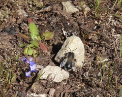 Anthophora pacifica