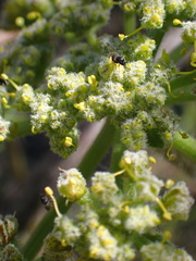 Lomatium dasycarpum dasycarpum