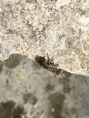 Periclista