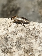 Periclista
