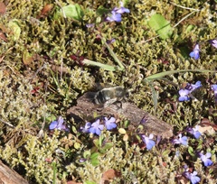 Anthophora pacifica