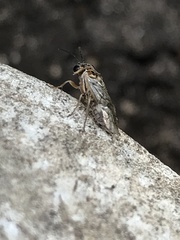 Periclista