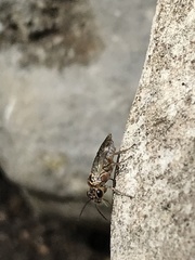 Periclista