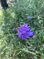 Dichelostemma
