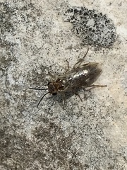 Periclista