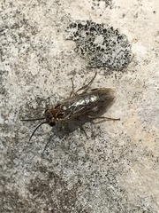Periclista