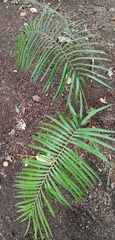 Ceratozamia