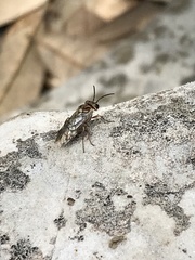 Periclista