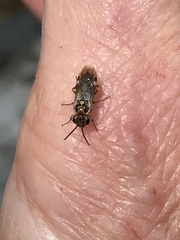Periclista