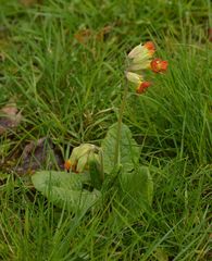 Primula veris