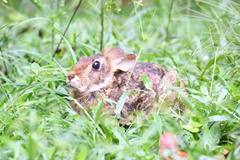 Sylvilagus brasiliensis
