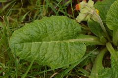 Primula veris