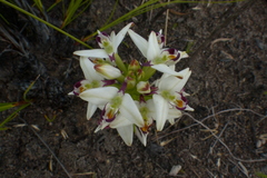 Disa bivalvata
