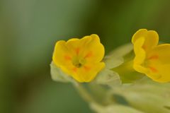 Primula veris