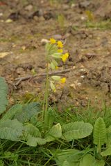 Primula veris