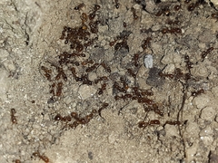 Solenopsis gayi