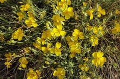 Psilostrophe cooperi