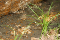 Acanthomyops