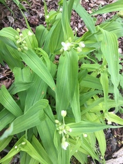 Tradescantia ozarkana