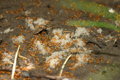 Acanthomyops