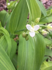 Tradescantia ozarkana