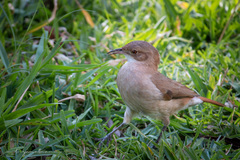 Furnarius rufus