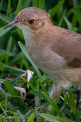 Furnarius rufus