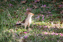 Guira guira