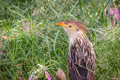 Guira guira