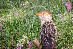 Guira guira