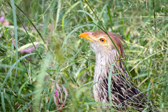 Guira guira