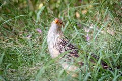 Guira guira