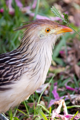 Guira guira