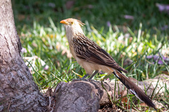 Guira guira