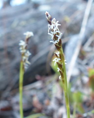 Carex concinna