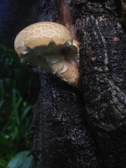 Cyclocybe parasitica