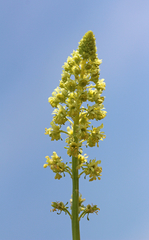 Reseda lutea