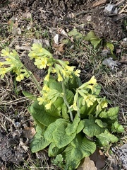 Primula