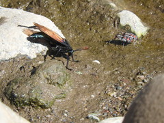 Protomydas rubidapex