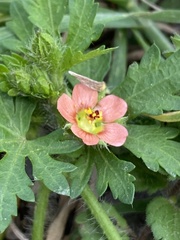 Modiola caroliniana