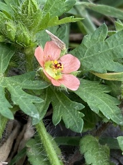 Modiola caroliniana